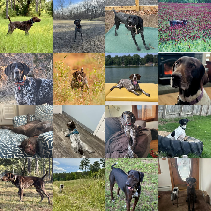 Meet Our Dogs of the Month — April