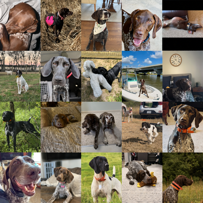 Meet Our Dogs of the Month — August 2026