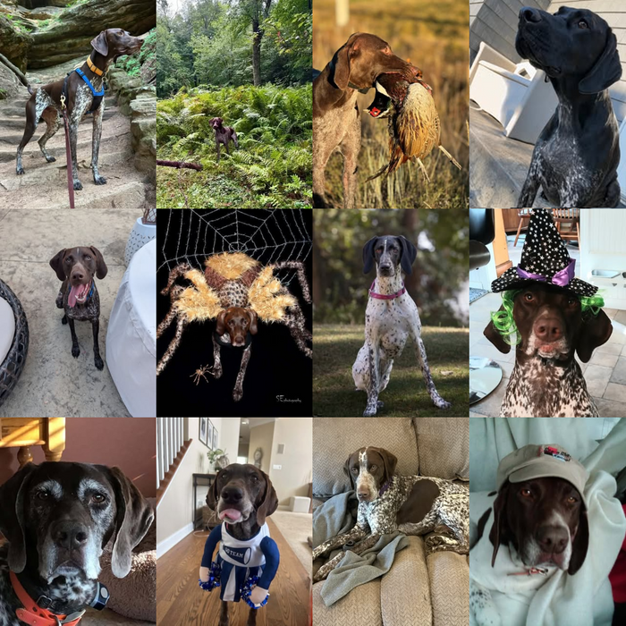 Meet Our Dogs of the Month — October 2026
