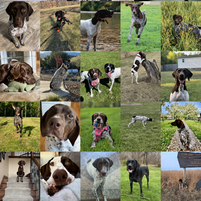 Meet Our Dogs of the Month — May