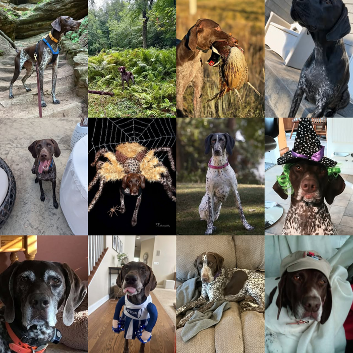Meet Our Dogs of the Month — October 2026