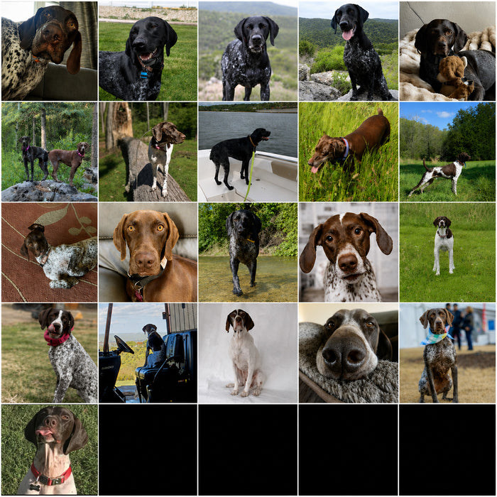 Meet Our Dogs of the Month — June