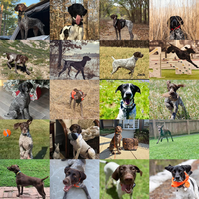 Meet Our Dogs of the Month — November