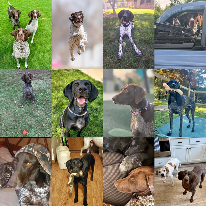 Meet Our Dogs of the Month — September 2026