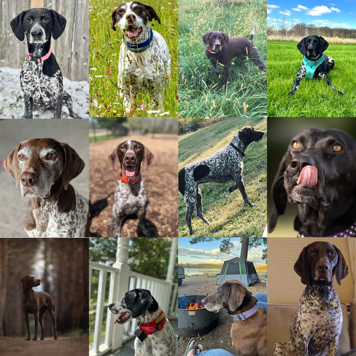 Meet Our Dogs of the Month — August