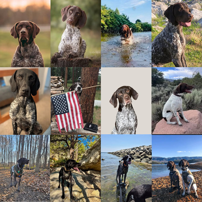 Meet Our Dogs of the Month — July