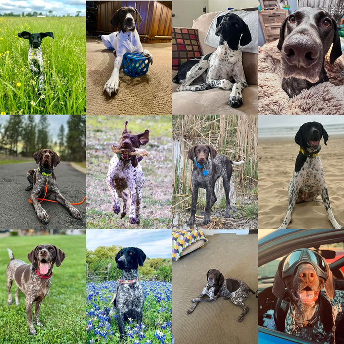 Meet Our Dogs of the Month — June
