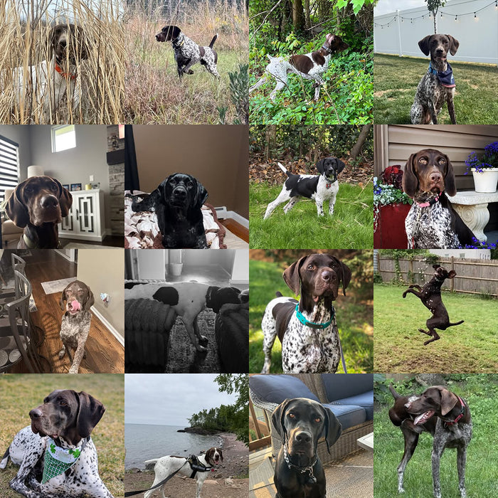 Meet Our Dogs of the Month — March