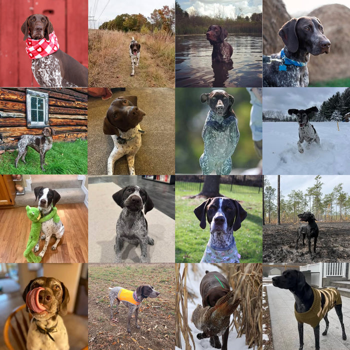 Meet Our Dogs of the Month — January/February