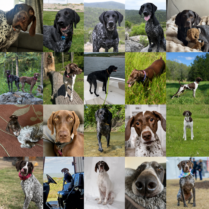 Meet Our Dogs of the Month — June