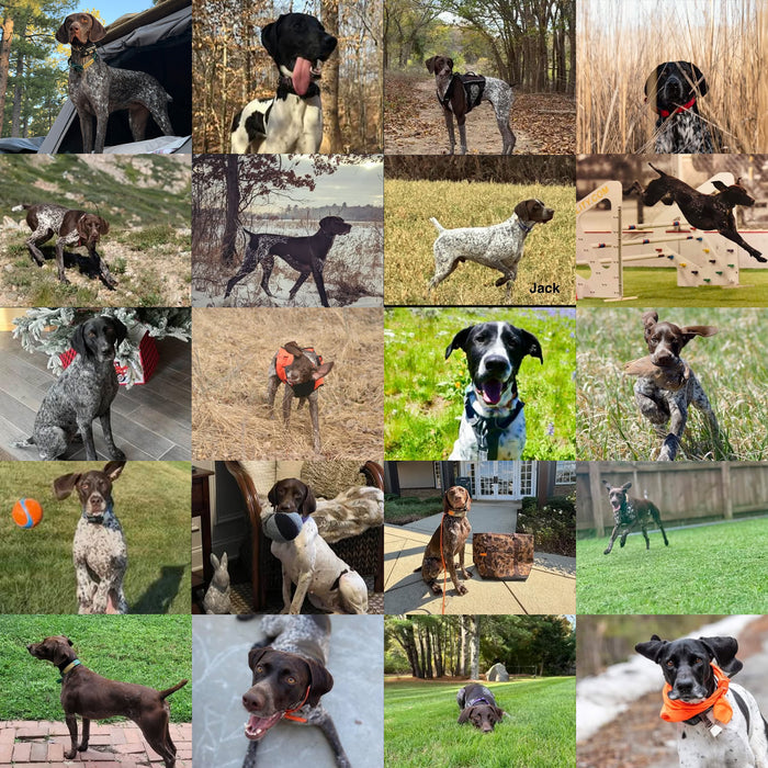 Meet Our Dogs of the Month — November