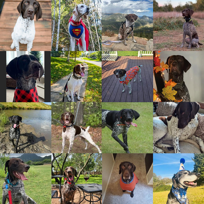 Meet Our Dogs of the Month — October