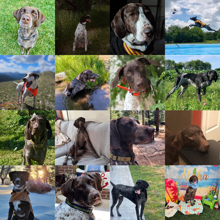 Meet Our Dogs of the Month — September